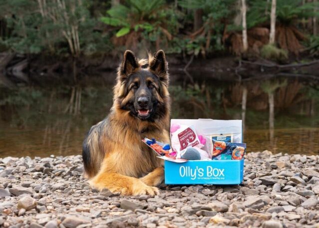 ACTIVE - Ollys Box1