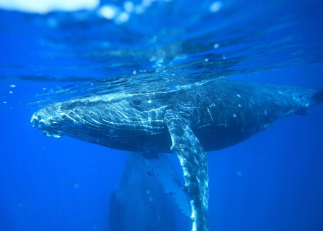 ACTIVE - RFF Whales1