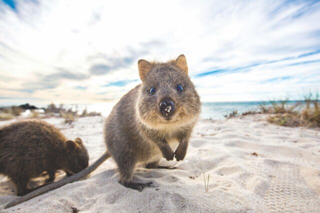COMP Quokka